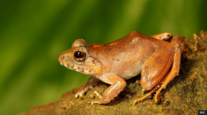 驚異の生態!インド固有種のカエルの”逆さ交尾”の全貌